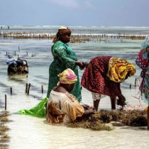 Las algueras de Zanzíbar: feminismo e innovación a orillas del Índico