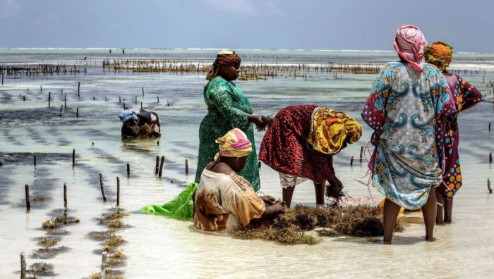 Las algueras de Zanzíbar: feminismo e innovación a orillas del Índico Las algueras de Zanzíbar: feminismo e innovación a orillas del Índico