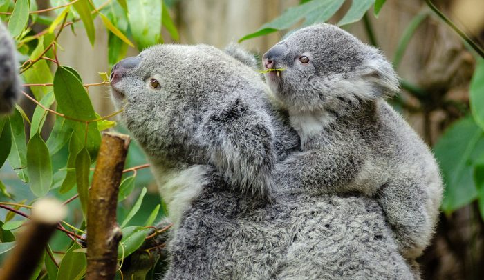 “Hasta el 30% de los koalas en la región pueden haber muerto”: las letales consecuencias de los incendios forestales en Australia