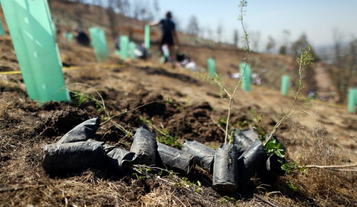 Reforestar para proteger el agua Reforestar para proteger el agua
