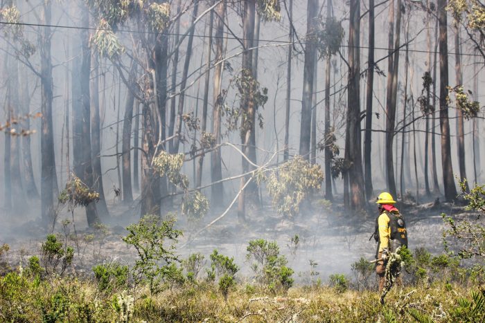 Fisco deberá pagar millonaria indemnización a familiares de brigadistas de la Conaf que fallecieron en incendio del 2017 Fisco deberá pagar millonaria indemnización a familiares de brigadistas de la Conaf que fallecieron en incendio del 2017