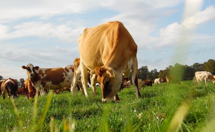 Leche «grass fed» made in Chile: una alternativa amigable con el medio ambiente Leche