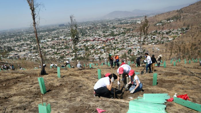 Cómo fue la reforestación más grande de Chile que pudo haberse suspendido Cómo fue la reforestación más grande de Chile que pudo haberse suspendido