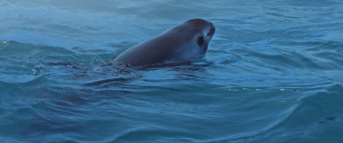 Vaquita marina: la casi extinta especie acuática (y cómo los “carteles del mar” incidieron en ello) Vaquita marina: la casi extinta especie acuática (y cómo los “carteles del mar” incidieron en ello)