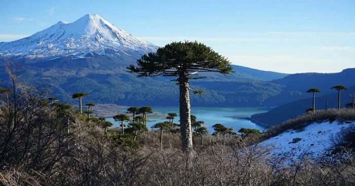 Araucaria araucana se exhibe en la COP25 como parte de los siete bosques más antiguos del planeta