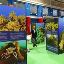 Oceana reclama plan de acción mundial para proteger los bosques de algas
