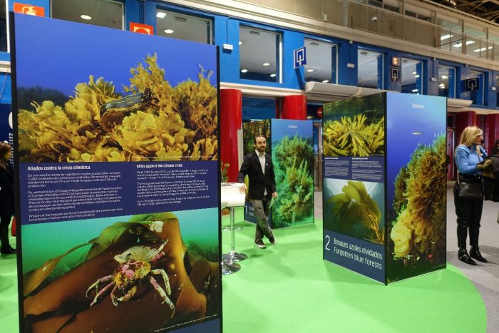 Oceana reclama plan de acción mundial para proteger los bosques de algas Oceana reclama plan de acción mundial para proteger los bosques de algas