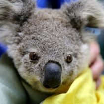 Incendios en Australia: los millones de animales que han resultado afectados