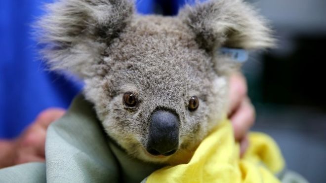 Incendios en Australia: los millones de animales que han resultado afectados Incendios en Australia: los millones de animales que han resultado afectados