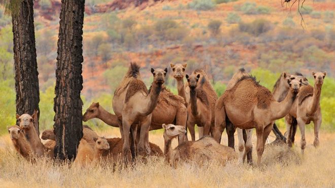 Por qué en Australia están sacrificando a miles de camellos y dromedarios disparándoles desde helicópteros Por qué en Australia están sacrificando a miles de camellos y dromedarios disparándoles desde helicópteros