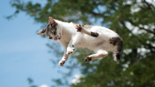 El inacabable misterio físico de por qué los gatos siempre caen de pie El inacabable misterio físico de por qué los gatos siempre caen de pie
