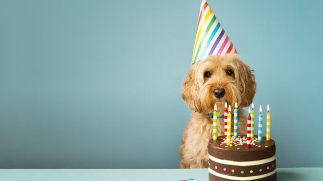 Cómo calcular la «edad humana» de tu perro (y por qué la regla de los 7 años no funciona) Cómo calcular la