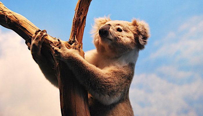 Tras masivos incendios en Australia miles de personas piden trasladar koalas a Nueva Zelanda Tras masivos incendios en Australia miles de personas piden trasladar koalas a Nueva Zelanda
