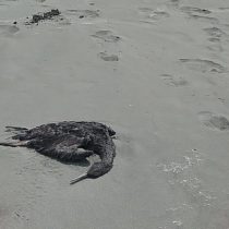 Greenpeace y animales muertos en Concón: “Es posible que sea consecuencia de los efectos contaminantes de esta zona de sacrificio