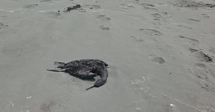 Greenpeace y animales muertos en Concón: “Es posible que sea consecuencia de los efectos contaminantes de esta zona de sacrificio» Greenpeace y animales muertos en Concón: “Es posible que sea consecuencia de los efectos contaminantes de esta zona de sacrificio