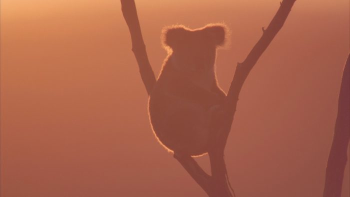 Más de un billón de animales nativos habrían muerto por incendios en Australia Más de un billón de animales nativos habrían muerto por incendios en Australia