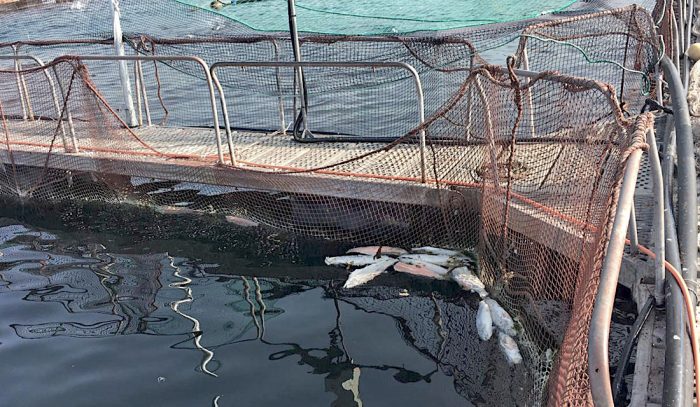 Salmonera superó en un 80% la capacidad de mortalidad en sus centros de cultivo: SMA ya adoptó medidas Salmonera superó en un 80% la capacidad de mortalidad en sus centros de cultivo: SMA ya adoptó medidas
