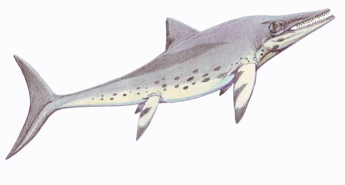 Paleontólogo de la Universidad de Chile identificó restos de depredador marino de la época jurásica en el Desierto de Atacama Paleontólogo de la Universidad de Chile identificó restos de depredador marino de la época jurásica en el Desierto de Atacama