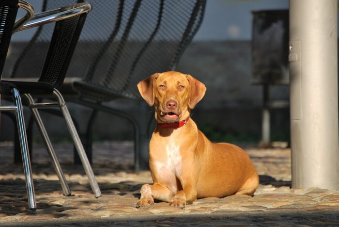 Cómo cuidar a las mascotas en una ola de calor Cómo cuidar a las mascotas en una ola de calor