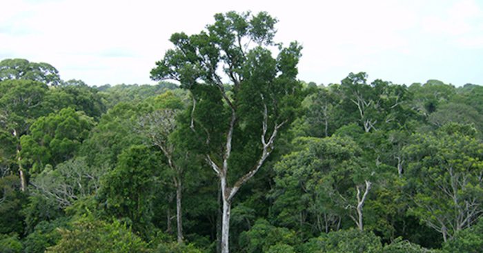 Los árboles de la Amazonía son “cápsulas del tiempo”, según un nuevo estudio Los árboles de la Amazonía son “cápsulas del tiempo”, según un nuevo estudio