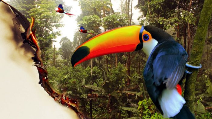 “La gran mentira verde”: cómo la pérdida del Amazonas va mucho más allá de la deforestación