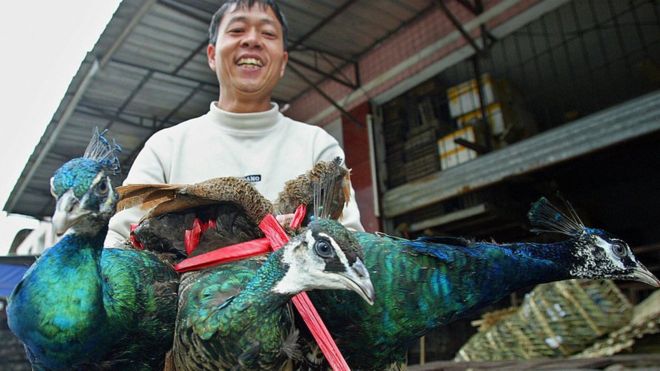 Coronavirus: por qué el brote del virus podría ser una bendición para los animales salvajes Coronavirus: por qué el brote del virus podría ser una bendición para los animales salvajes