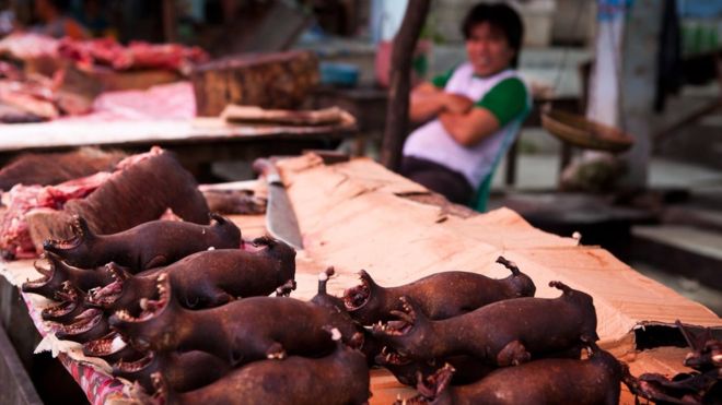 Por qué estamos contrayendo cada vez más enfermedades transmitidas por animales como la neumonía de Wuhan Por qué estamos contrayendo cada vez más enfermedades transmitidas por animales como la neumonía de Wuhan