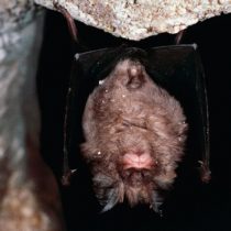 Coronavirus: por qué los murciélagos, probable fuente de la neumonía de Wuhan, transmiten tantos virus