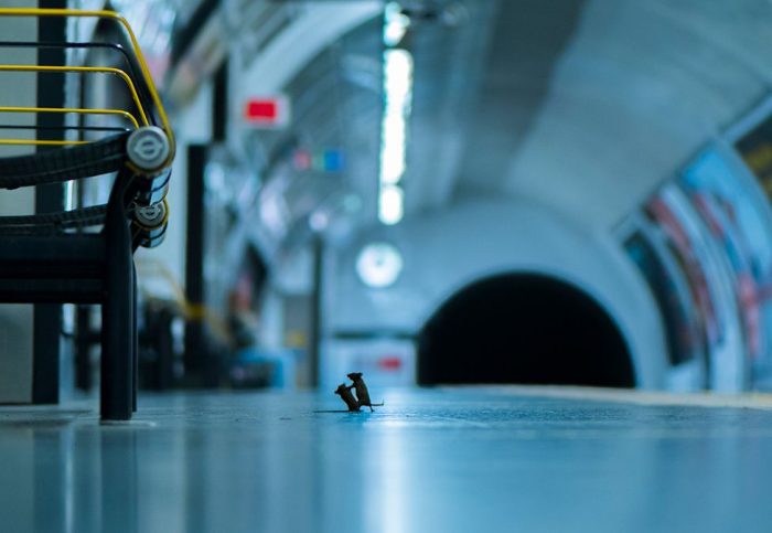 La sorprendente imagen de dos ratones peleando en el metro que ganó el voto popular en un concurso de fotografía de vida silvestre La sorprendente imagen de dos ratones peleando en el metro que ganó el voto popular en un concurso de fotografía de vida silvestre