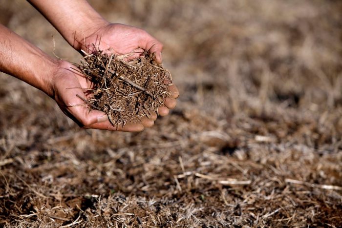 Escasez hídrica: decretan emergencia agrícola en 8 comunas de la Región de Ñuble Escasez hídrica: decretan emergencia agrícola en 8 comunas de la Región de Ñuble