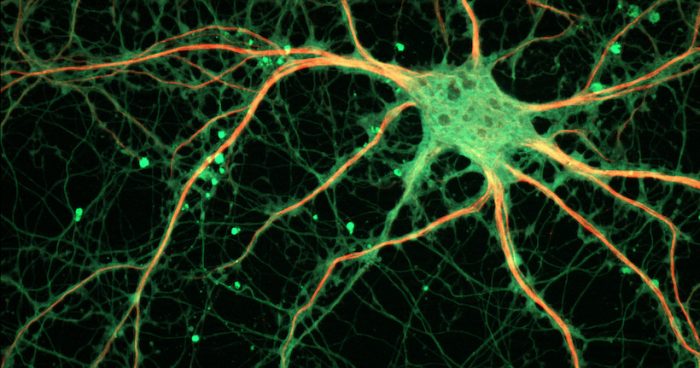 Neurociencias: regenerar neuronas en personas adultas, ¿es eso posible? Neurociencias: regenerar neuronas en personas adultas, ¿es eso posible?