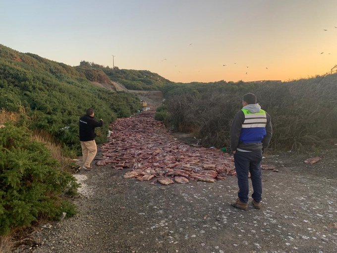 Seremi de Salud del Biobío investiga vertimiento de 14 toneladas de jibia en cerro de la comuna de Lebu Seremi de Salud del Biobío investiga vertimiento de 14 toneladas de jibia en cerro de la comuna de Lebu