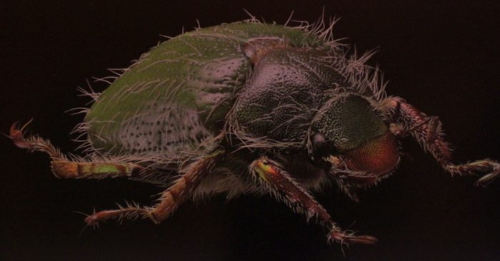 Exhibición fotográfica dedicada a insectos “Una mirada diferente” en Museo de Historia Natural de Valparaíso Exhibición fotográfica dedicada a insectos “Una mirada diferente” en Museo de Historia Natural de Valparaíso