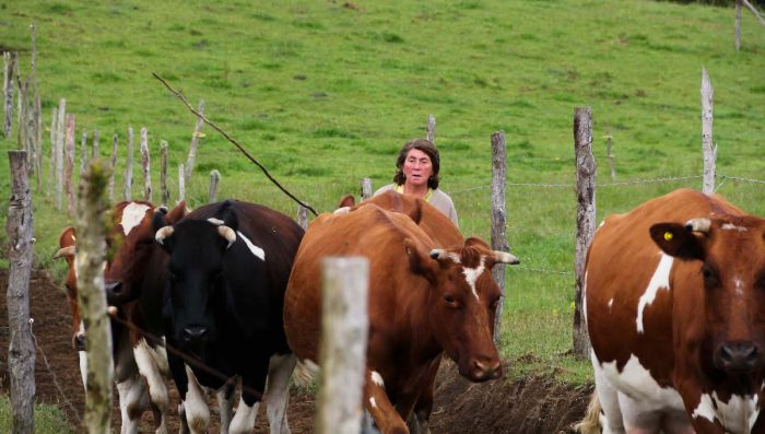La emprendedora chilota que espera con mate cebado y labores de campo a los turistas La emprendedora chilota que espera con mate cebado y labores de campo a los turistas