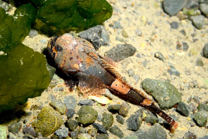 Evalúan cómo afectará la acuicultura a especies nativas de la Patagonia y Antártica Evalúan cómo afectará la acuicultura a especies nativas de la Patagonia y Antártica
