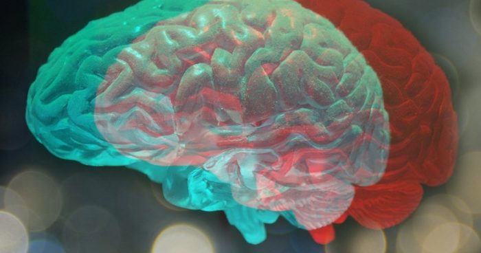 Con impresión 3D científicos estudiarán como la luz del día modifica la estructura del cerebro Con impresión 3D científicos estudiarán como la luz del día modifica la estructura del cerebro