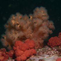 Investigación evalúa la vulnerabilidad de los corales de agua fría ante cambio climático
