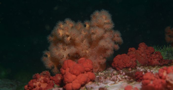 Investigación evalúa la vulnerabilidad de los corales de agua fría ante cambio climático