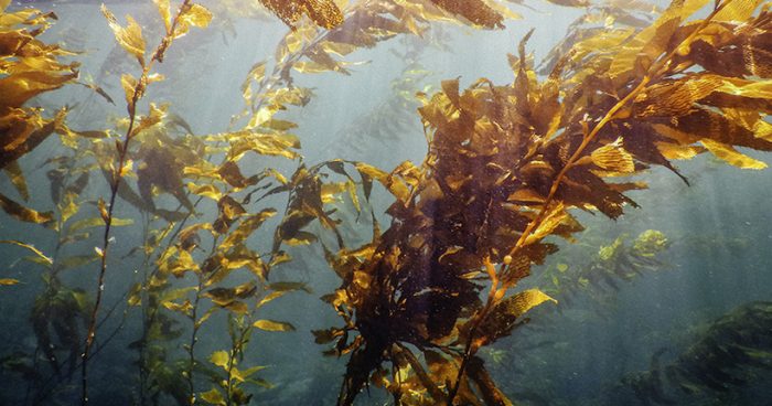 Científica chilena crea el primer mapa de distribución de los bosques submarinos de huiro en el mundo Científica chilena crea el primer mapa de distribución de los bosques submarinos de huiro en el mundo