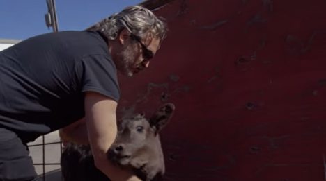 Se difunde video del rescate de una vaca y un ternero en California realizado por Joaquin Phoenix Se difunde video del rescate de una vaca y un ternero en California realizado por Joaquin Phoenix