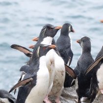 Estudios genéticos en pingüinos revelan cómo  impactó el cambio climático en épocas pasadas