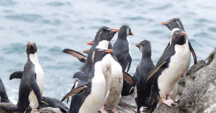Estudios genéticos en pingüinos revelan cómo  impactó el cambio climático en épocas pasadas