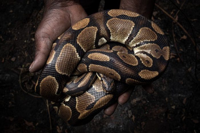 Informe revela el creciente tráfico de especies exóticas por internet Informe revela el creciente tráfico de especies exóticas por internet