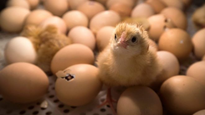 Triturados vivos: el terrible destino de los pollitos macho en la industria avícola