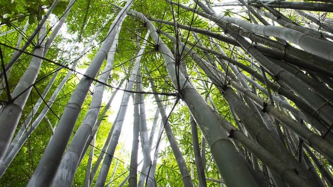 La extraordinaria manera que inventaron en Sudamérica para conducir electricidad con bambú