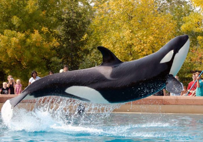 The Whale Sanctuary Project: el santuario para ballenas liberadas del cautiverio que se creará en Canadá The Whale Sanctuary Project: el santuario para ballenas liberadas del cautiverio que se creará en Canadá