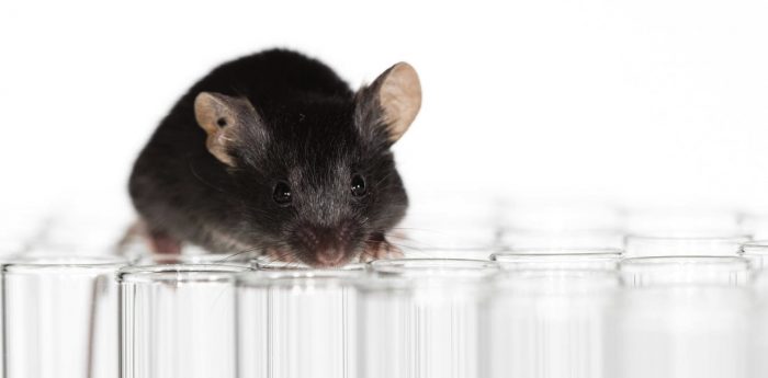 No podremos derrotar al coronavirus sin modelos animales No podremos derrotar al coronavirus sin modelos animales