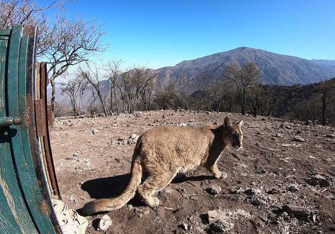 Puma que se paseó por Santiago regresa a la Cordillera de Los Andes Puma que se paseó por Santiago regresa a la Cordillera de Los Andes