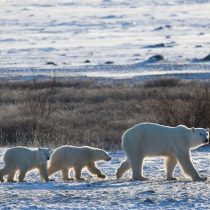 Las peripecias del oso polar para sobrevivir al cambio climático