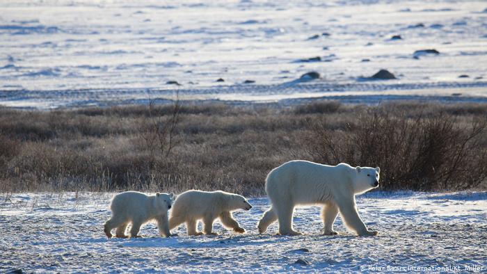 Las peripecias del oso polar para sobrevivir al cambio climático Las peripecias del oso polar para sobrevivir al cambio climático